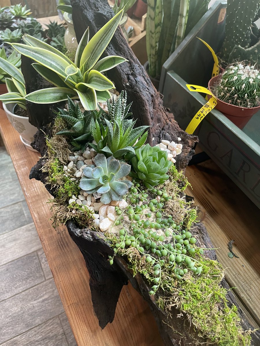 Turned a piece of driftwood into somn nice