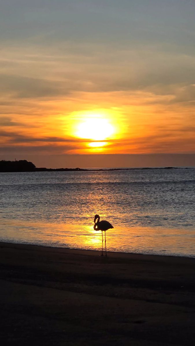 JourneyActive's tweet photo. Kayaked from our yacht to a pristine / secluded beach and then saw one lone pink flamingo at sunset. Galapagos is paradise...
🦩 https://t.co/7GjYTx3mUJ