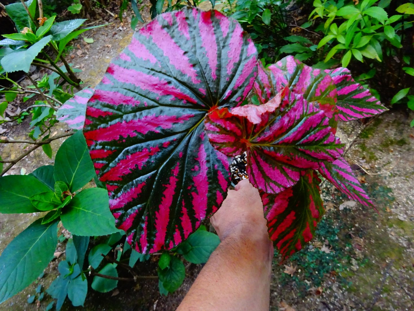 【さらにお値下げしました】ベゴニア百科 赤色のベゴニアの花言葉と誕生花－花の持つ言葉