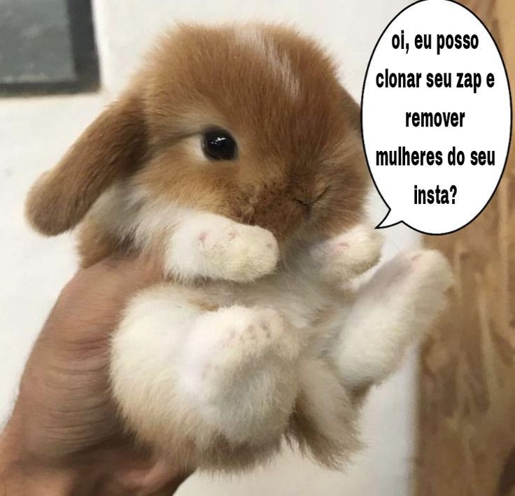 animais com frases aleatorias (@animaisfrases_) on Twitter photo 