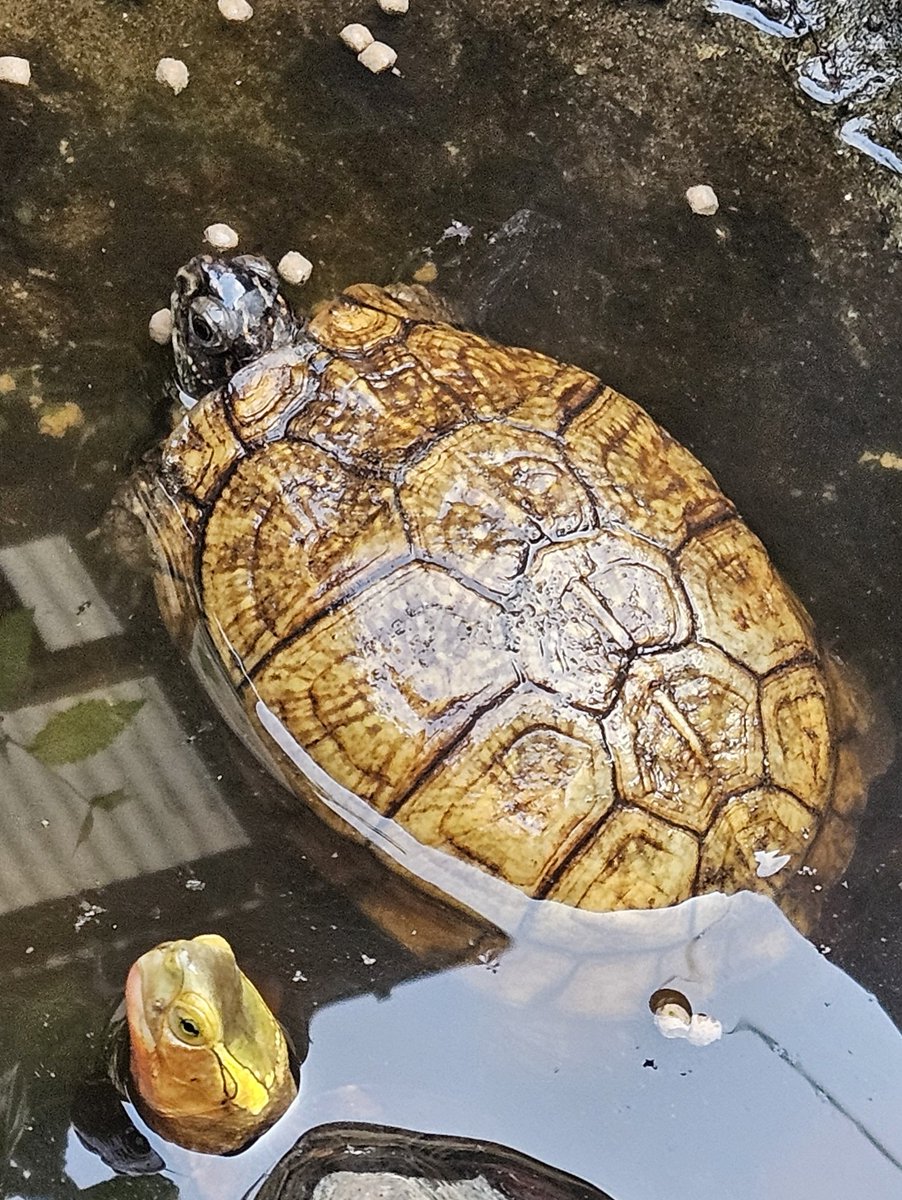 イエローガルフB号♀
朝早くに水浴び

#ガルフコーストハコガメ　
#Terrapenecarolinamajor
#GulfCoastBoxTurtle