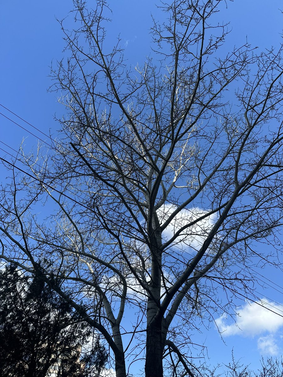blue_aftertalk's tweet photo. ще трішки дерев🌳 https://t.co/4QExwP2xk7