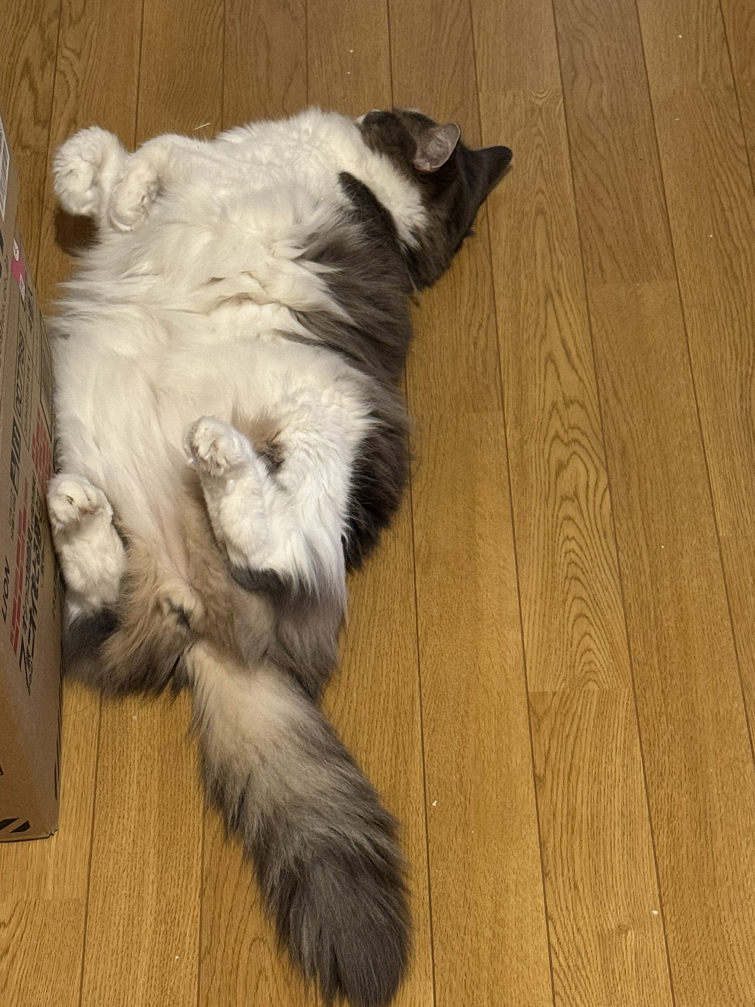 ネコママさま❤️専用きんがくまちけさかな 楽天市場】金魚 小銭入れ 財布 がま口 和柄 がま口財布 かわいい