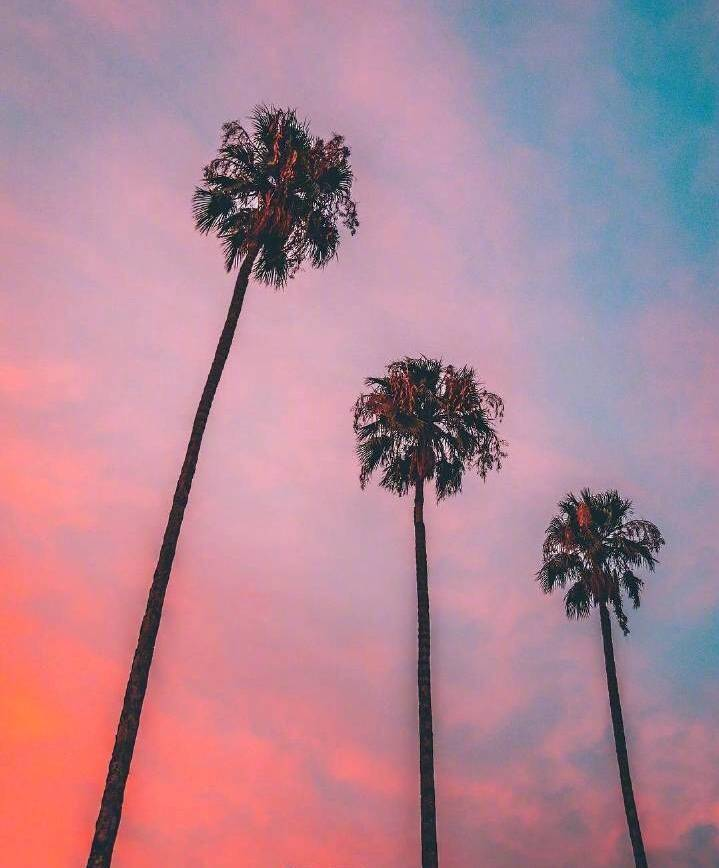 MeksPro's tweet image. "City Lights and Shadows: Day and Night Scenery beneath the Palm Trees"