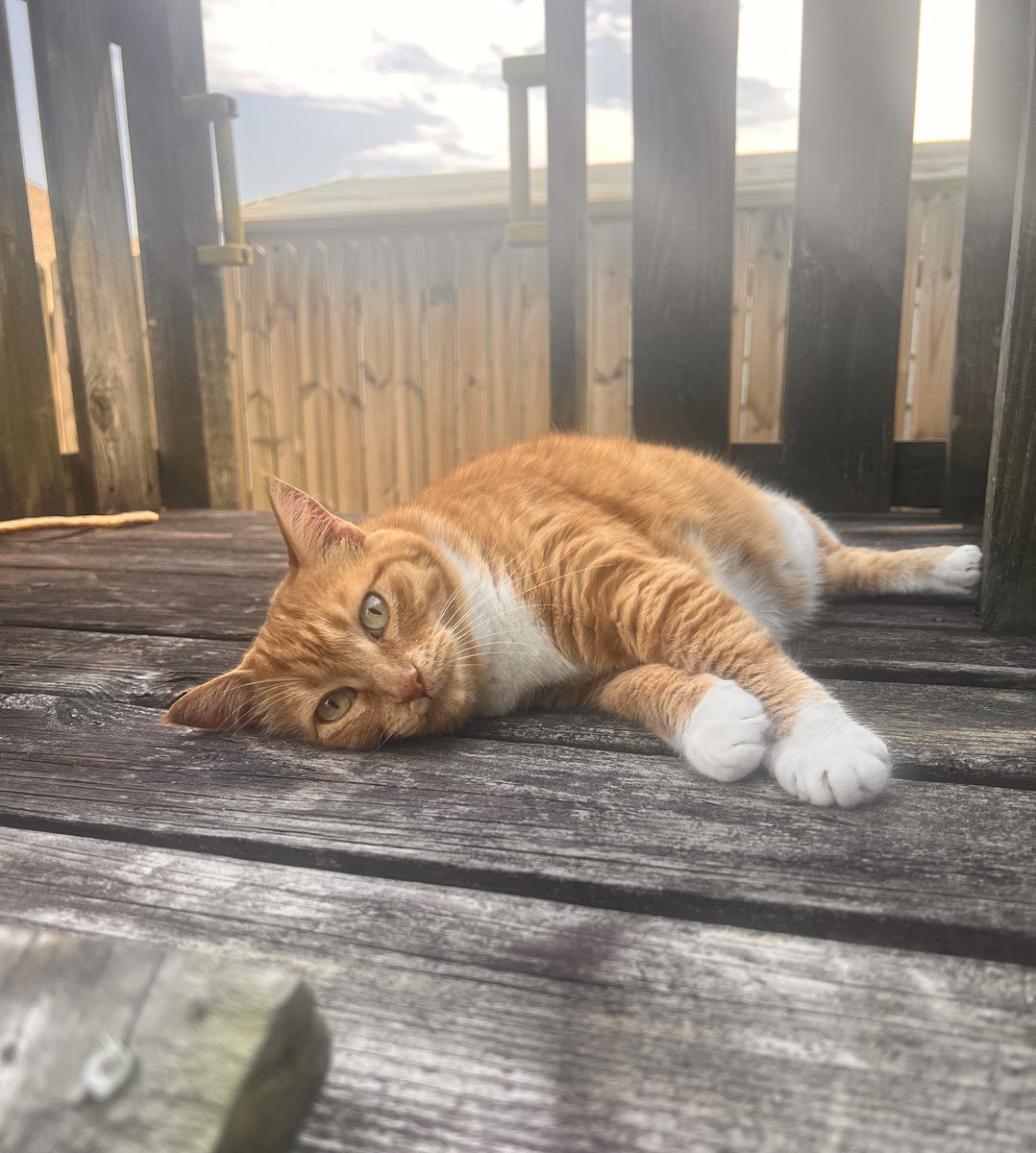 Happy #Caturday! I’m in a great mood and am enjoying the nice breeze in the playhouse! 🌳