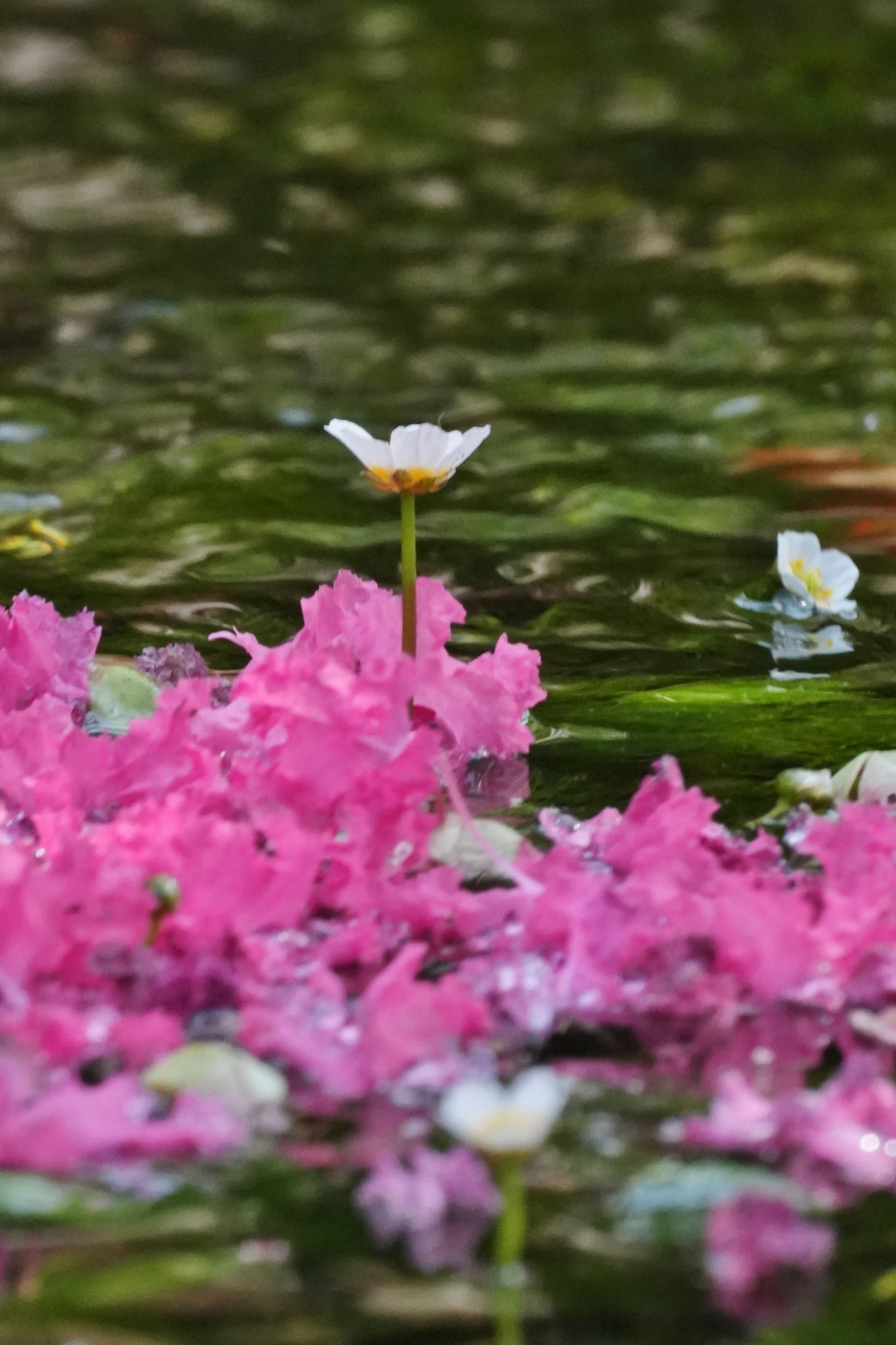 蓮の花地蔵 振袖レンタル1406 灰桜色 牡丹地模様 | 商品詳細