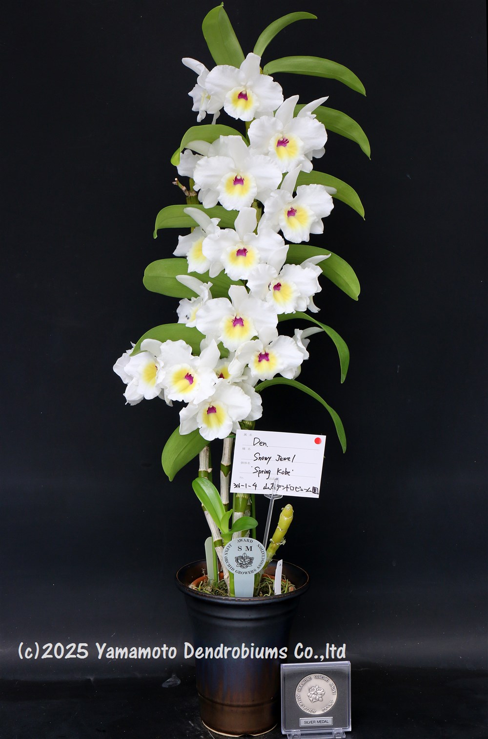 【未使用品】シンガポール $5 Dendrobium Crumenatum 銀貨 5 Dollars (Dendrobium Crumenatum) - Singapore – Numista