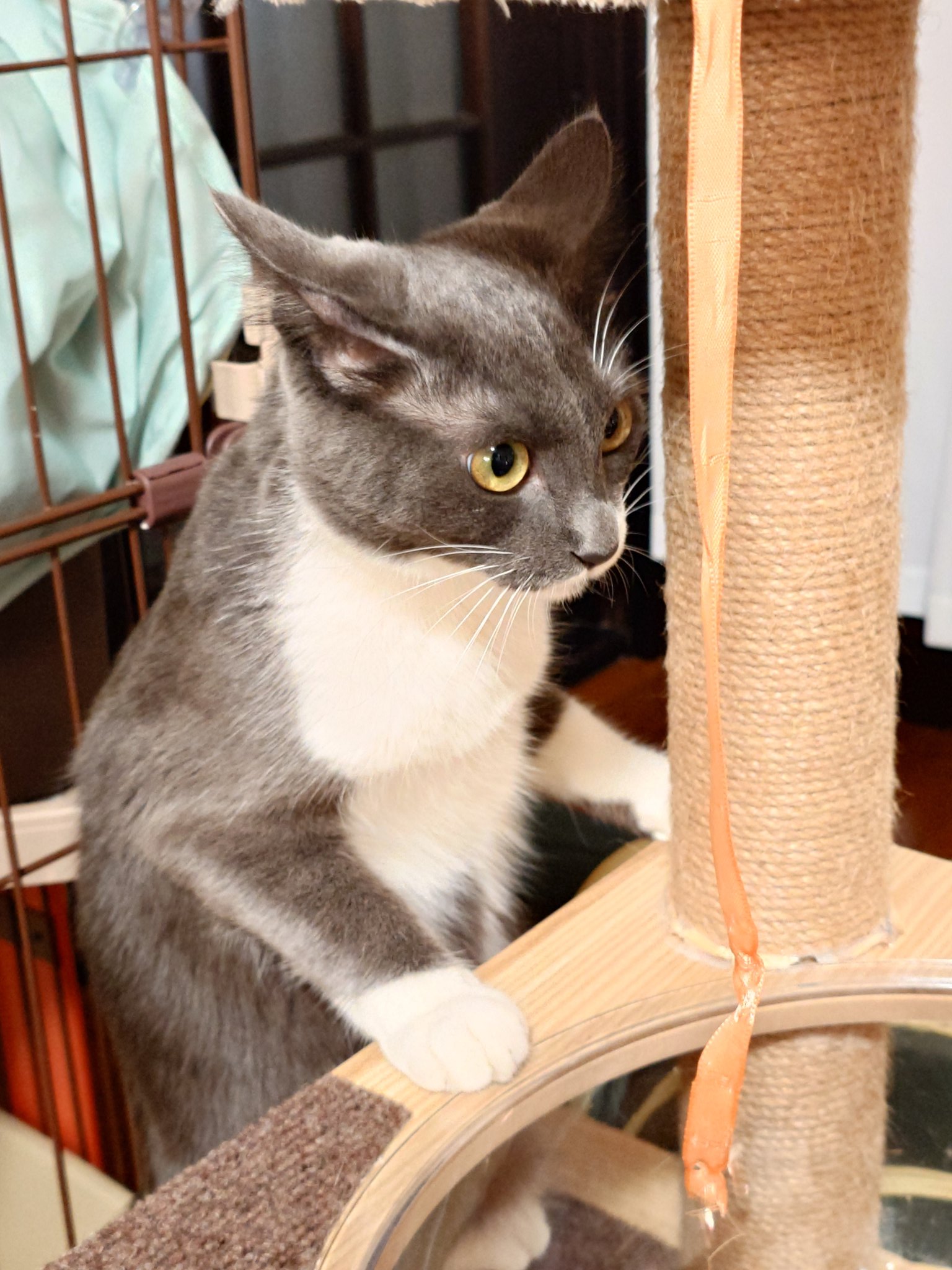 こしあん (@ko_4an) / X