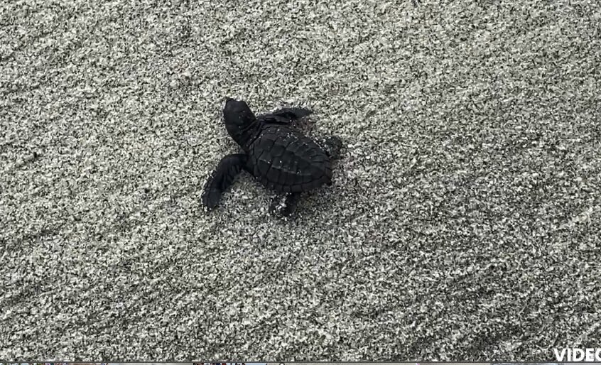 AlvaroAguilar3A's tweet photo. Hoy salieron las nuevas tortugas al Pacifico en Buenaventura, Rio Hato
#Coclelotienetodo
New turtle 🐢 hatchlings make their way to the Pacific at #Buenaventura, Rio Hato
https://t.co/TC2io7ahN3 #MesdelosOceanos #OceansMonth #Leatherback #Lora #EnDesarrollo https://t.co/AefYlFnvAJ