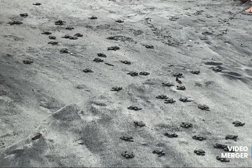 AlvaroAguilar3A's tweet photo. Hoy salieron las nuevas tortugas al Pacifico en Buenaventura, Rio Hato
#Coclelotienetodo
New turtle 🐢 hatchlings make their way to the Pacific at #Buenaventura, Rio Hato
https://t.co/TC2io7ahN3 #MesdelosOceanos #OceansMonth #Leatherback #Lora #EnDesarrollo https://t.co/AefYlFnvAJ