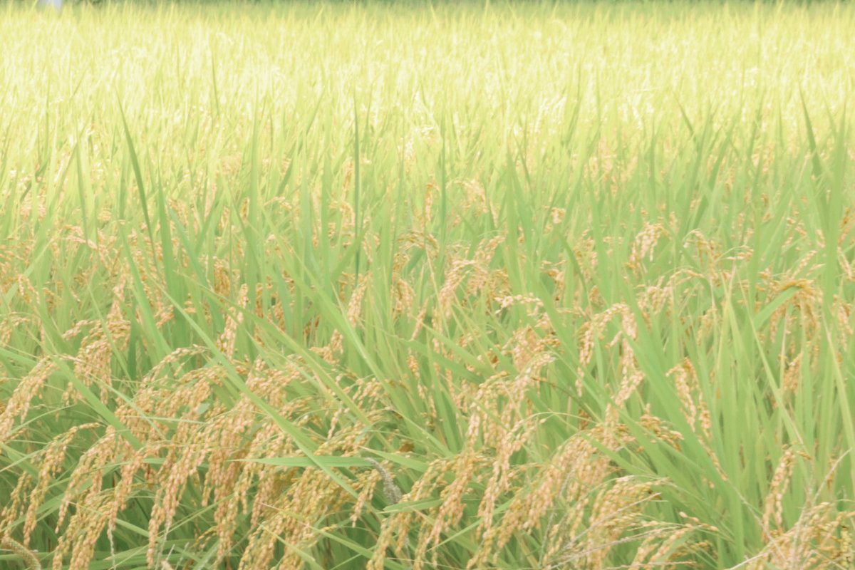 おはようございます😊🏡🪴
日曜日〰️#朝散歩🚶♪
20℃涼しい風がそよぐ朝➰🎐
気持ちいいଘ😇ଓ⁾⁾

今日も真夏日👒🌤️
明日に体調を備えながら~🪴
今日も笑顔溢れる良い一日になりますように🤗🌼🌱

#朝空 #いま空 #二本松市
#道すがら切り取り世界
#花風景 #空ネット #シェア天
稲もｽｸｽｸ😋🌾🌾