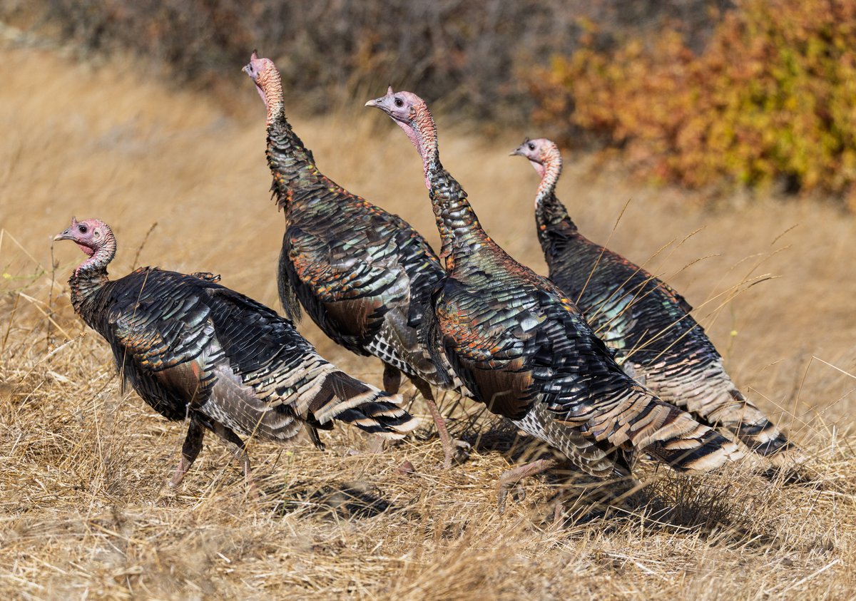 Wild turkeys — giving off very non-avian dinosaur vibes, especially when you see their big scaly fee