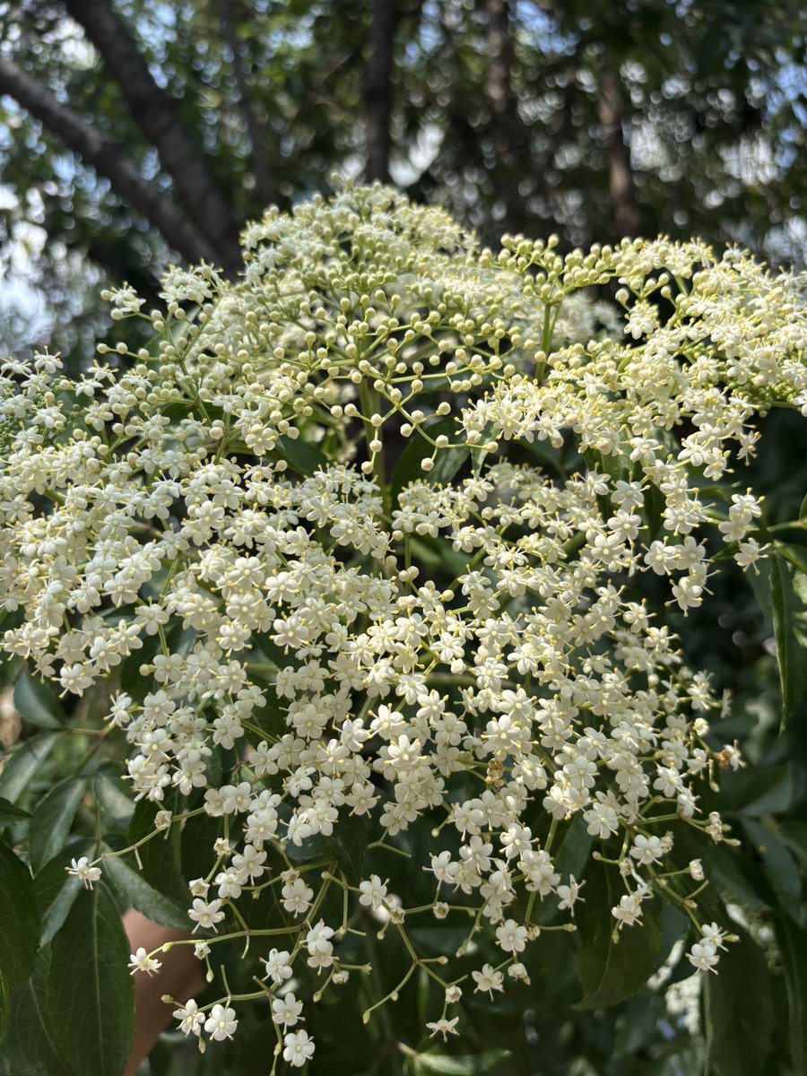 🍉 Árboles de la Ciudad de México 🍉 (@arbolescdmx) on Twitter photo Flores de saúco
(Sambucus canadensis) Flores de saúco
(Sambucus canadensis)