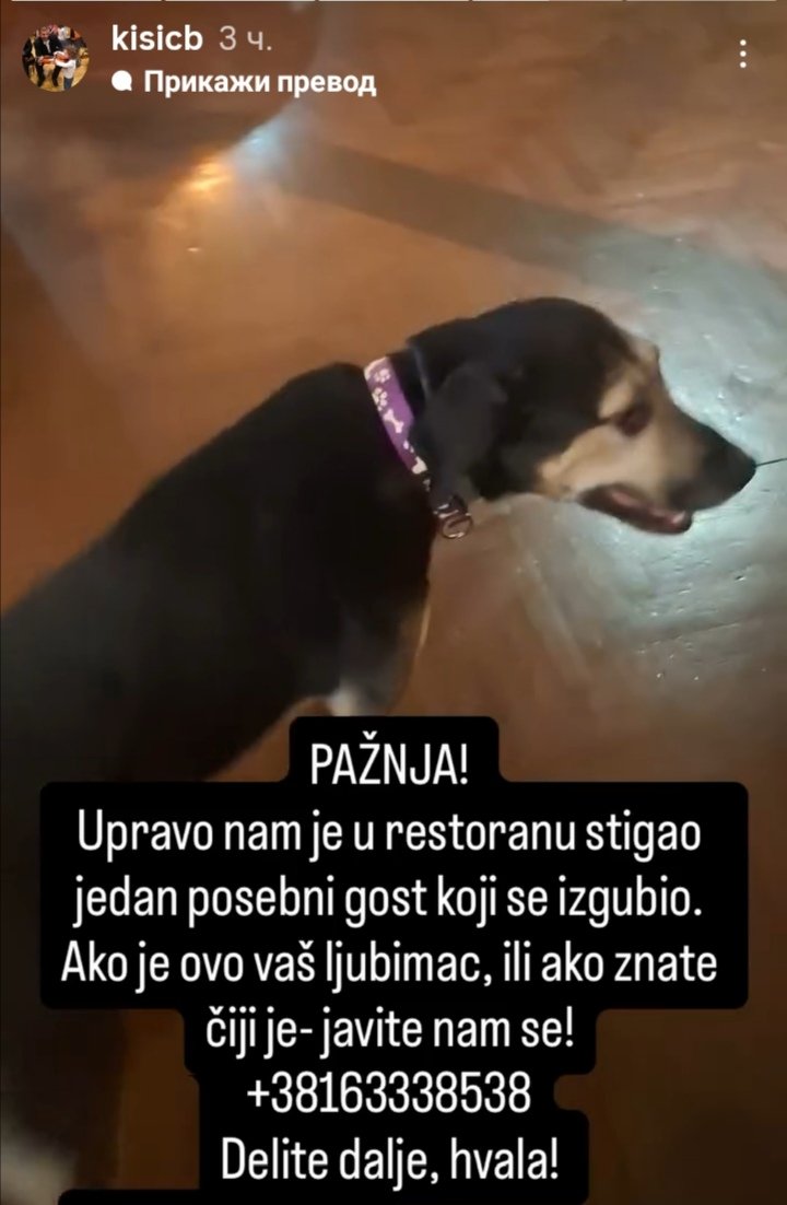 Hajde da što pre pronađemo vlasnika, divni Branko Kisić objavio, ušetao u Klub književnika 👇❤️