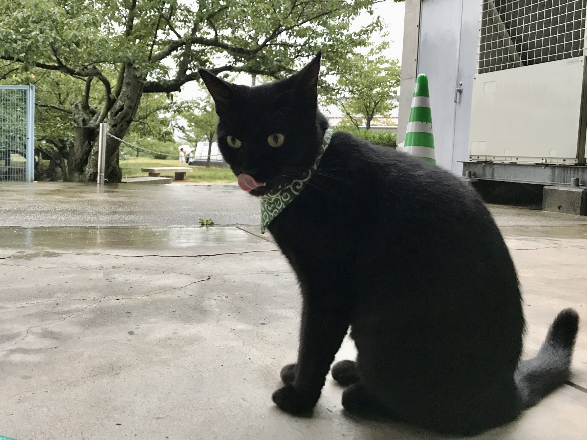 たしの猫 楽天市場】猫の置物 じゃれ合う猫2匹セット サバ白