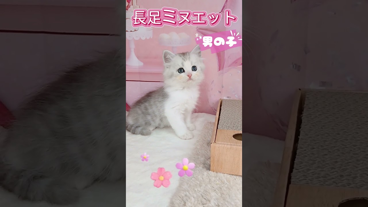 Meow Moe on X: 