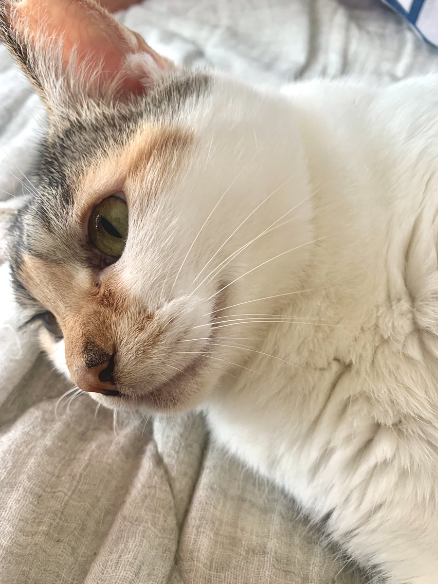 myao_my1's tweet image. #charmyおやつ 

福岡産シャインマスカットで
おはようございますございます🍇

 #エステー保護猫応援プロジェクト
#消費税廃止