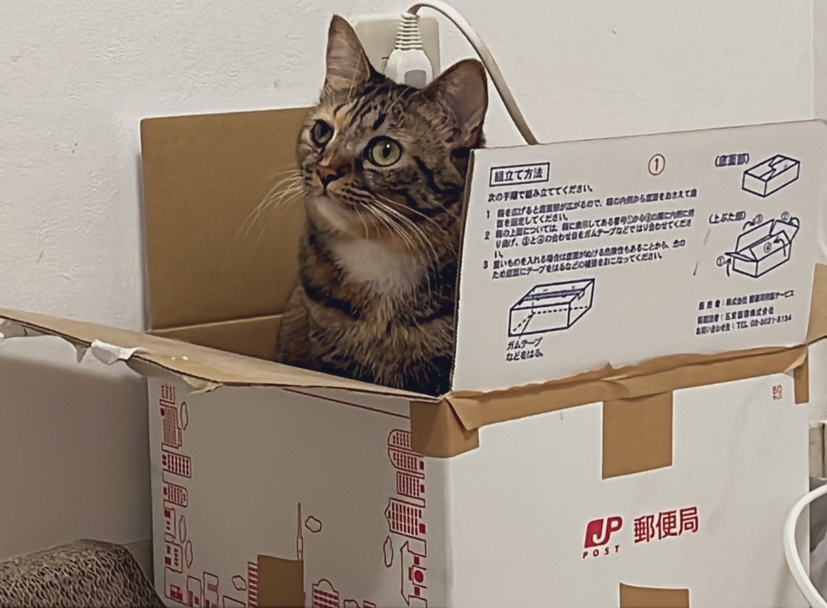 猫 愛の箱を覗く ※額装済み 猫ハウス&キャットタワー 四角BOX②箱丸 ｜ 猫のための木工所