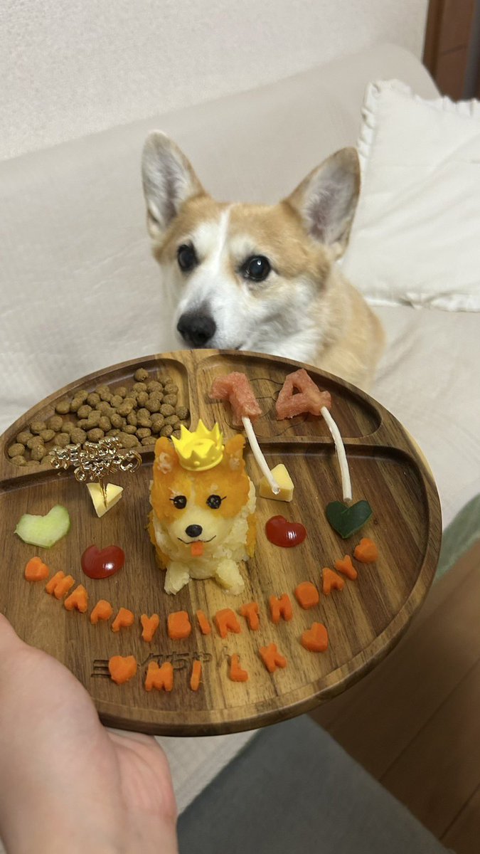 古布を纏ったコーギー雛 ふかふかのお布団で暴れまくるコーギーの姉妹♡｜いぬのきもち