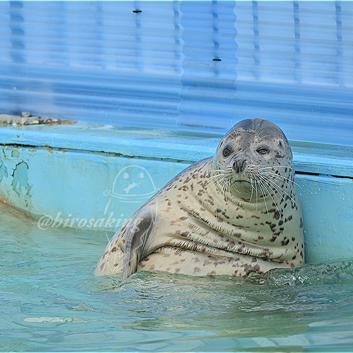 寝起き段々腹ソルくん

#とっかりセンター
#ゴマフアザラシ