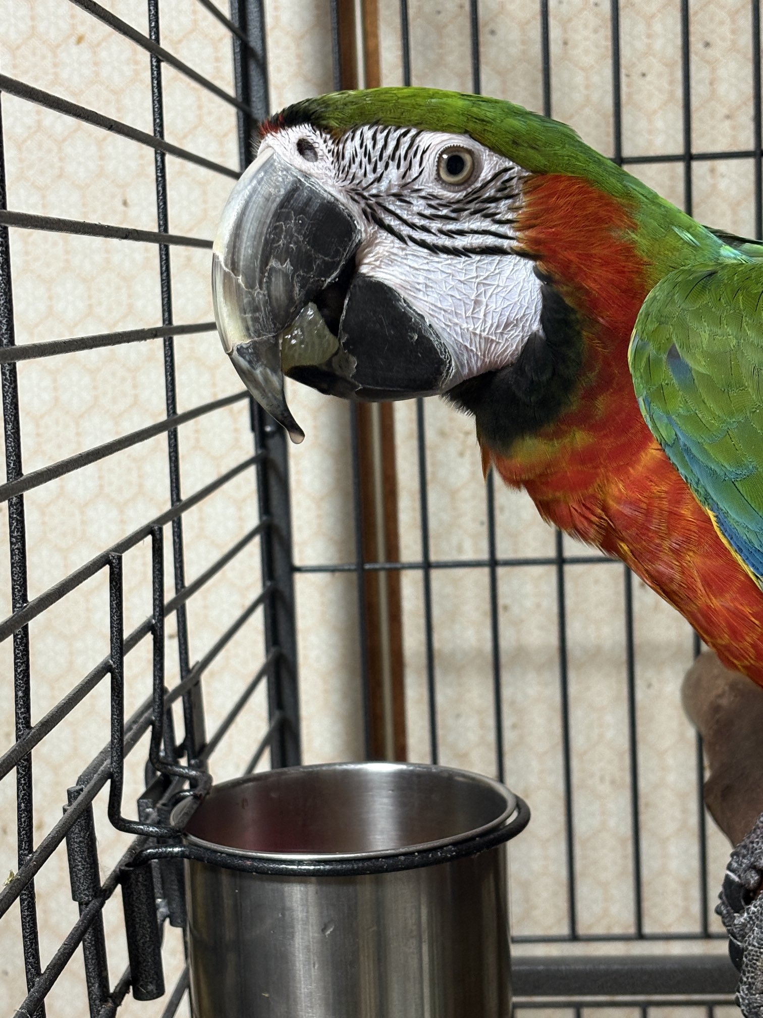 precious-bird2020 on X: 
