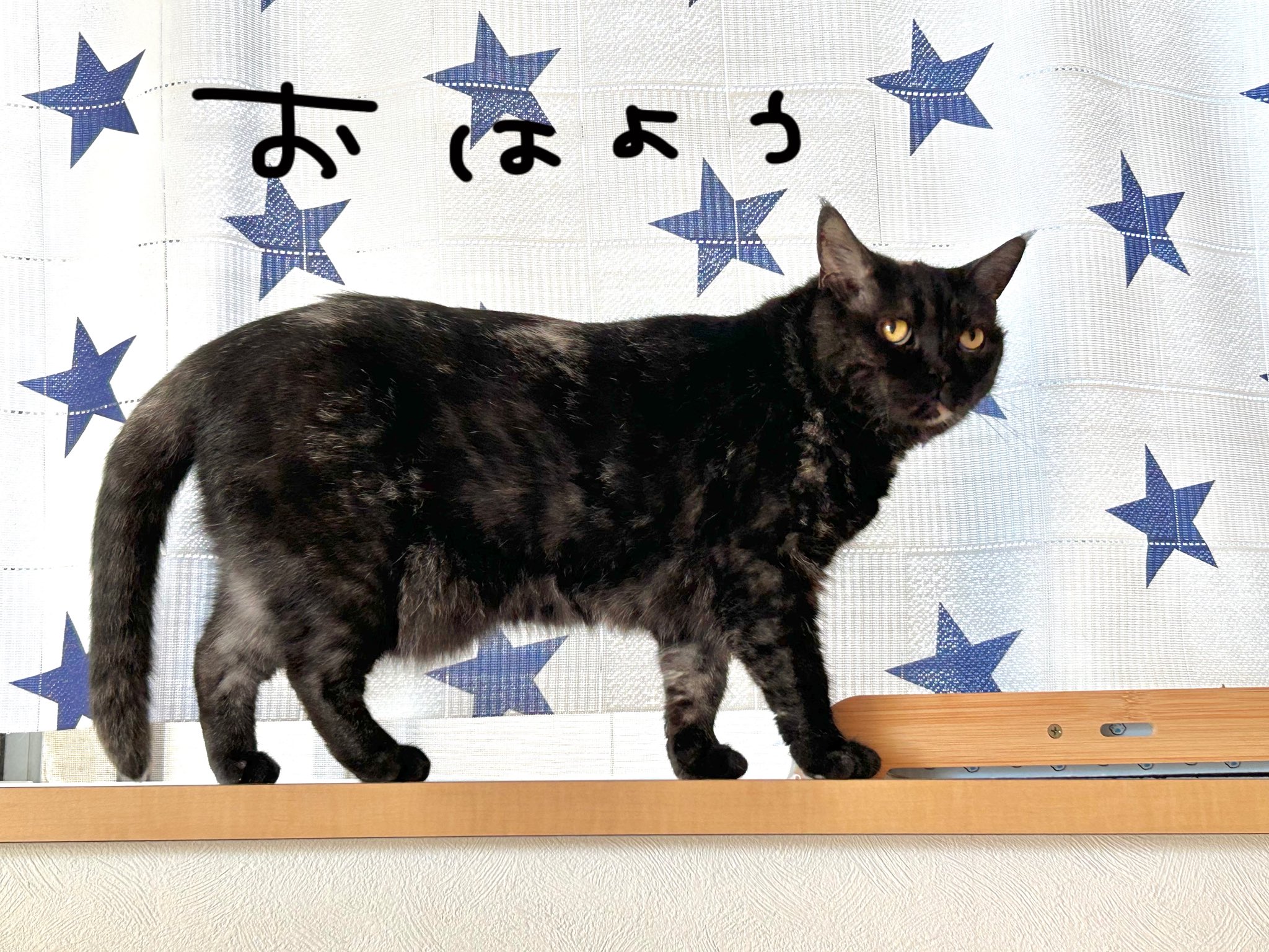 メ*ー様 全部猫ちゃん＆超ビッグ赤ちゃん猫と友達 コヤンイサム