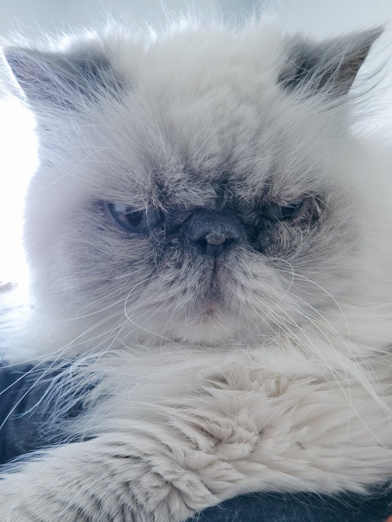 t_jh2009's tweet photo. Oh my, #Shemp is full of excitement on this the first #Caturday of ##Shemptember. 😸 #CatsOfTwitter #CatsOfX https://t.co/GjtOtawzKs
