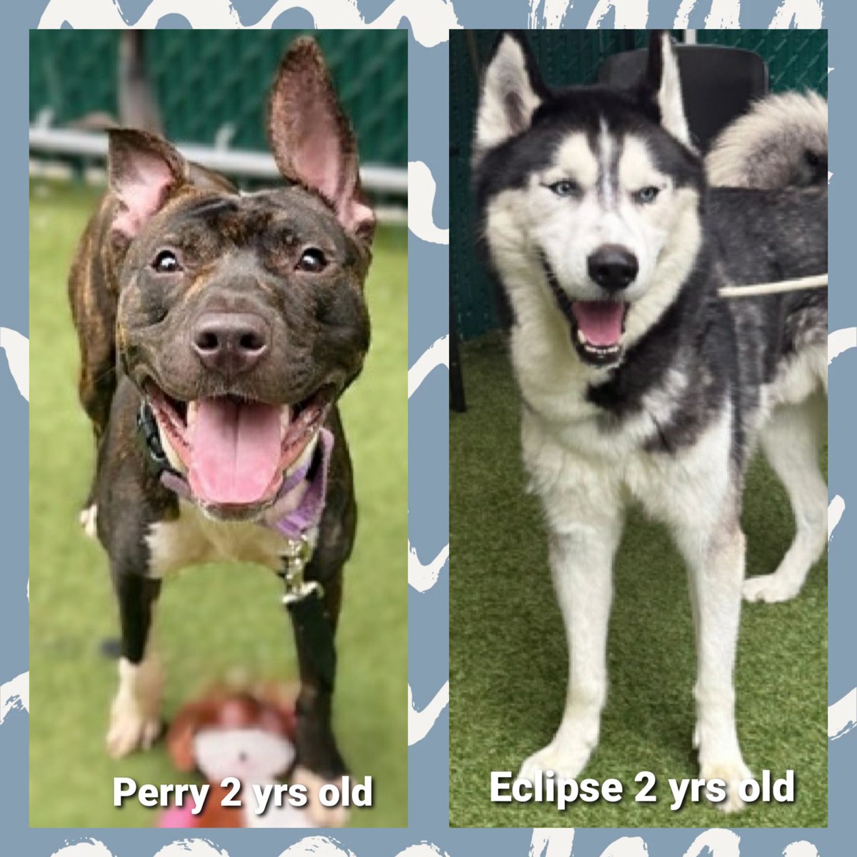 MoishesMom's tweet photo. NYCACC Kill 💉Commands           

#DeathRowPups  #🚫KillUSA 

Perry, 2️⃣ yrs old, with the best ears🤩

Eclipse, 2️⃣ yrs old, a stunning Husky 

These pups are healthy adoptable pups who deserve a ♥️ 🏡 w/loyal 👨👩 

Will 🫵🏻 give them the chance for happiness 🤞🏻🙏🏻 https://t.co/gjbRncla57