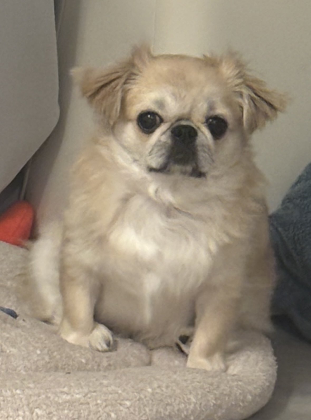 のらいぬ のらいぬ - 至光社 0歳から100歳までのすべての子どもたちへおくる