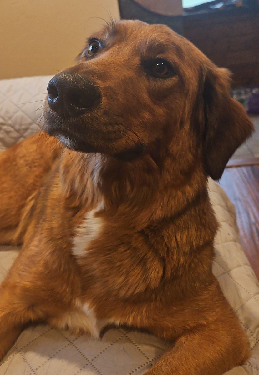 dommato1's tweet image. How is it possible to love something this much? 🥹💖💖💖💖

#Bunz #DogsofTwittter