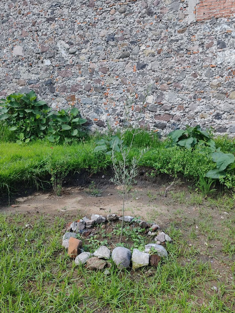 arboles_puebla's tweet photo. Hoy visitamos el #OlivoPorElPuebloPalestino 🇵🇸🇵🇸🇵🇸 en compañía del Dr. Isber Sabrine, fundador de la fundación "Patrimonio por la Paz", proyecto que aborda la preservación del patrimonio en sitios destruidos por la guerra.
#ParqueJerusalem https://t.co/i5csODNtn9