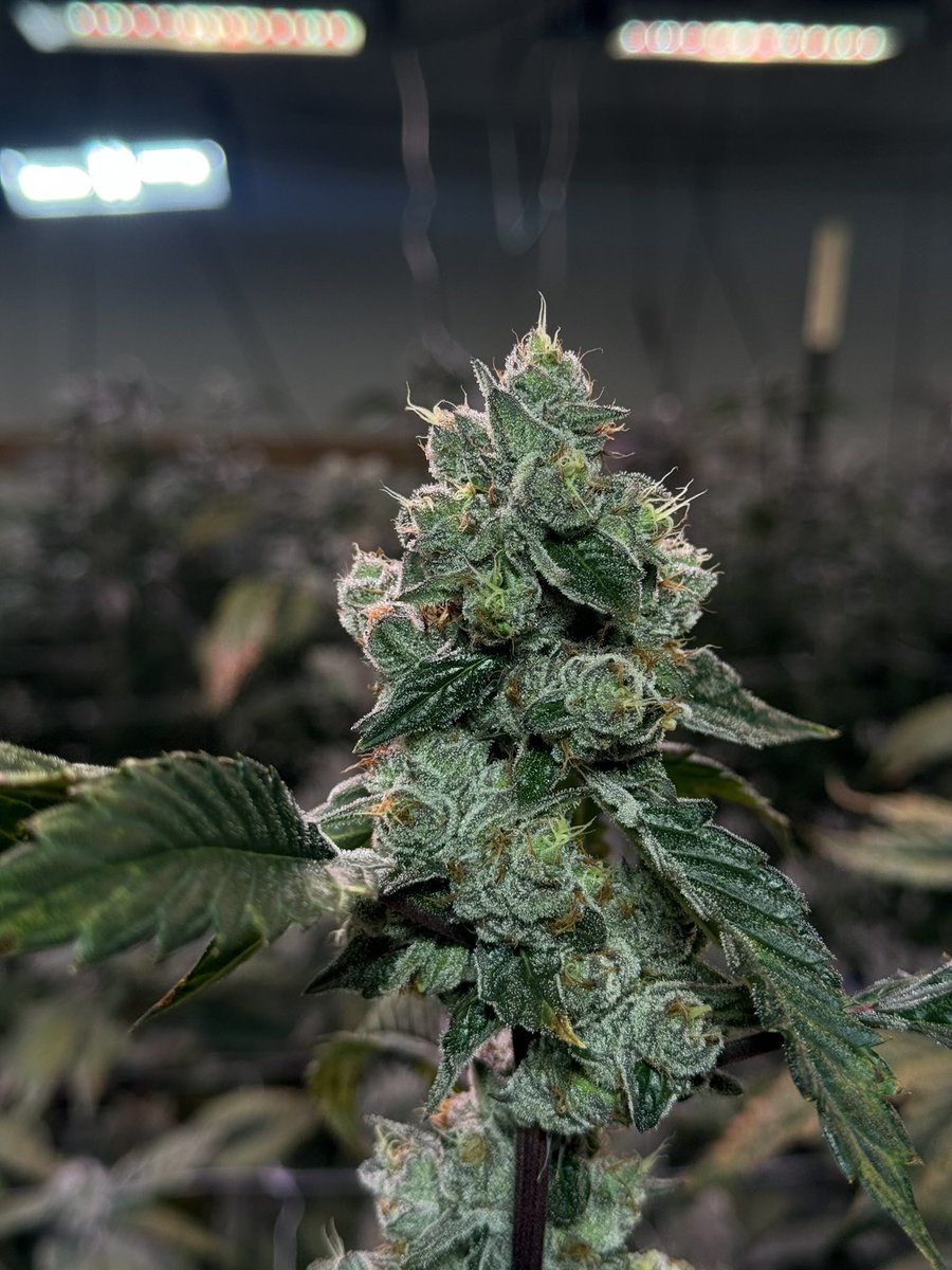 SpringFed_Farms's tweet image. One of our first pheno hunts. Gas Truffle…from a collab between Compound x Cannardo 
We had 3 keepers out this hunt one was a washer that made insane rosin. Lost her when an ac in the mom room went down. We only have this one left. She’s funky AF… weird morphology, weak…