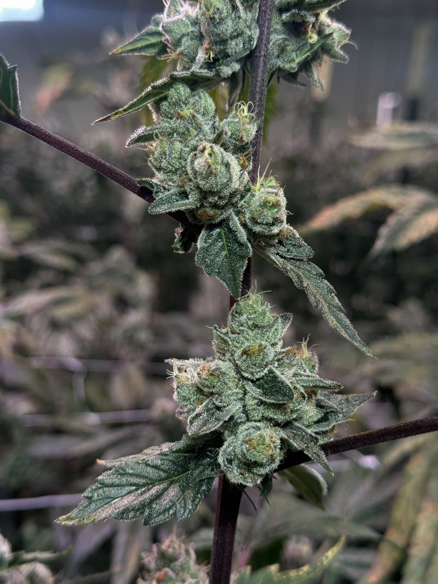 SpringFed_Farms's tweet image. One of our first pheno hunts. Gas Truffle…from a collab between Compound x Cannardo 
We had 3 keepers out this hunt one was a washer that made insane rosin. Lost her when an ac in the mom room went down. We only have this one left. She’s funky AF… weird morphology, weak…