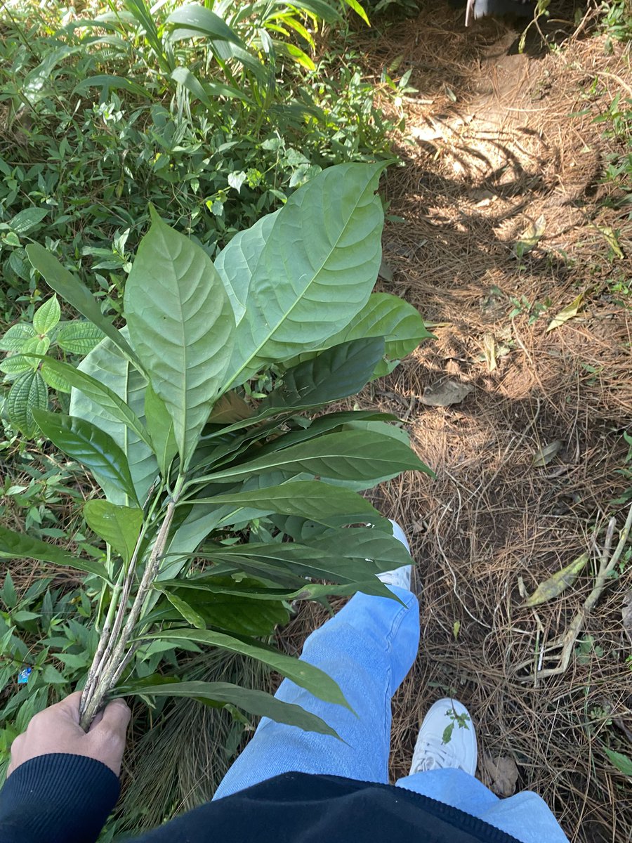 Pick up coffee trees, after hike 😅