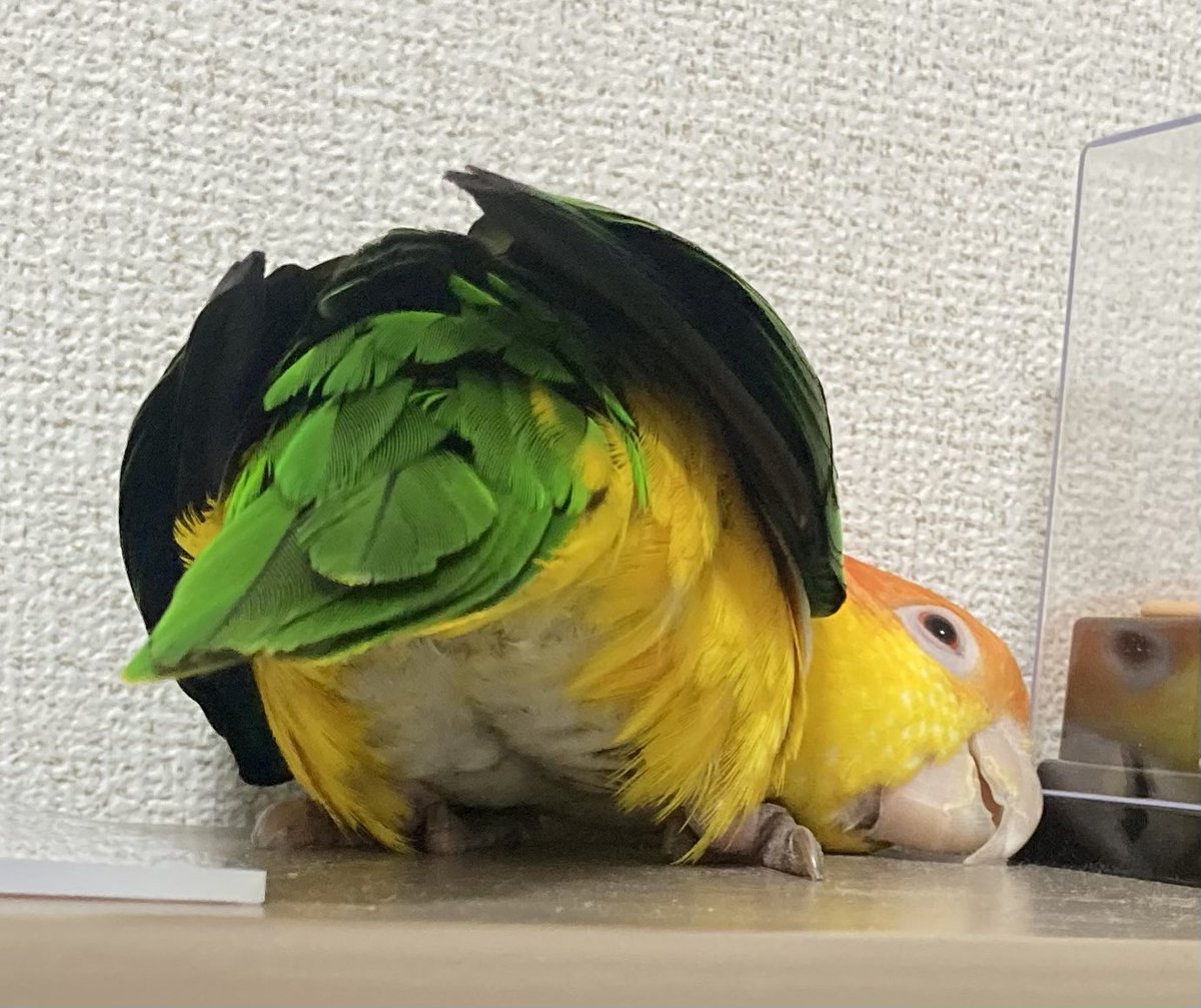 インコがベッドの隙間を覗いてるとき、ヒューマンはインコの尻を覗いているのだ