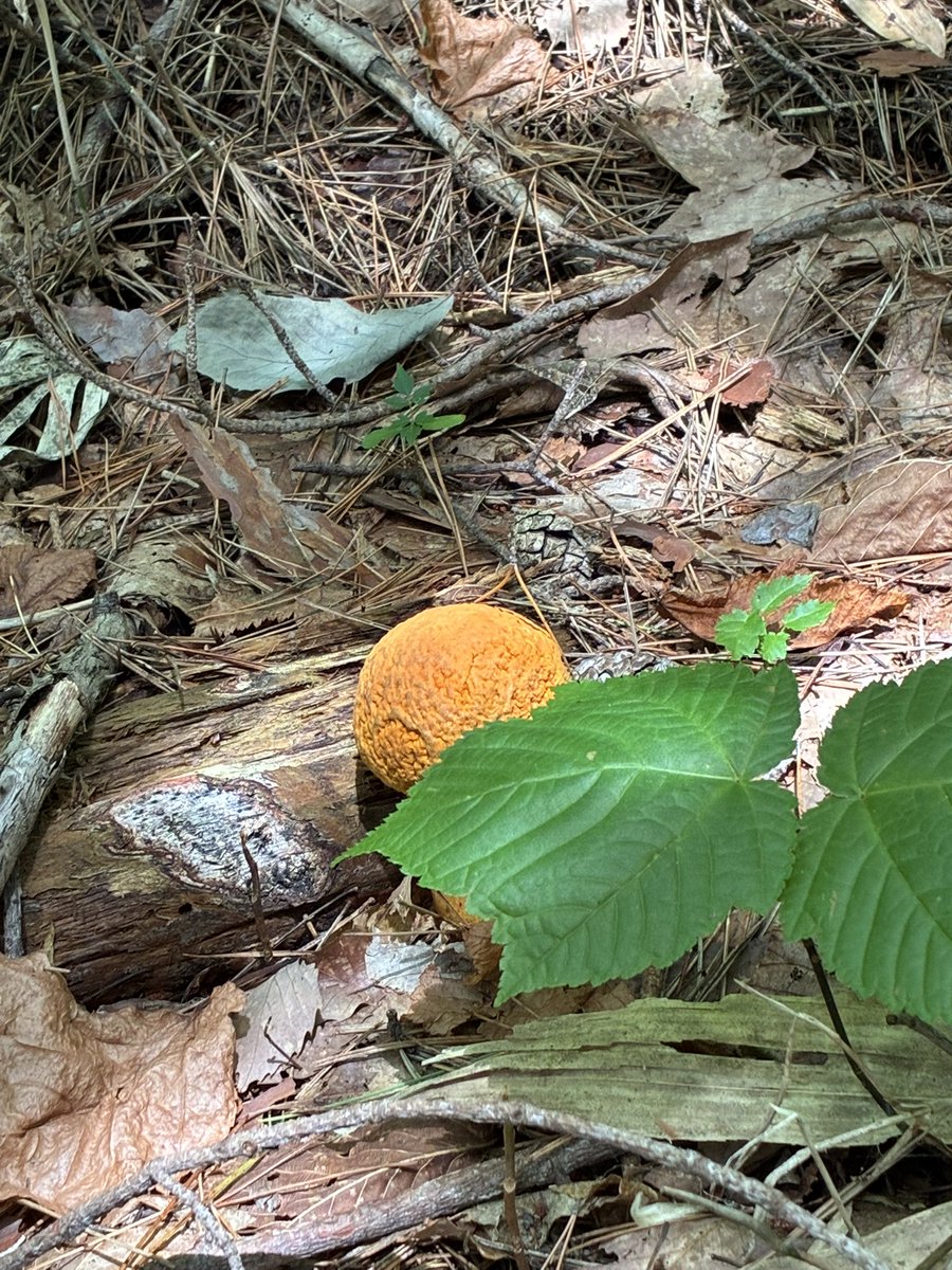 林のくまさん 原生林の熊 (@tennen6606) / X