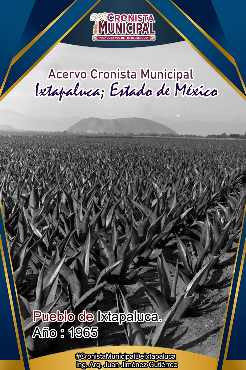 #AcervoCronistaMunicipal|| Nuestro pueblo de Ixtapaluca con sus magueyeras en el año de 1965, un hermoso paisaje de hace 60 años.

Cronista Municipal de Ixtapaluca | | Ing. Arq. Juan Jiménez Gutiérrez