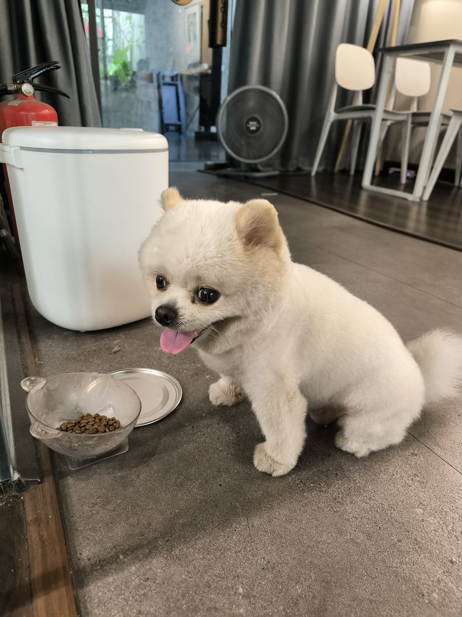 sodesu123's tweet image. #今日のわんこ