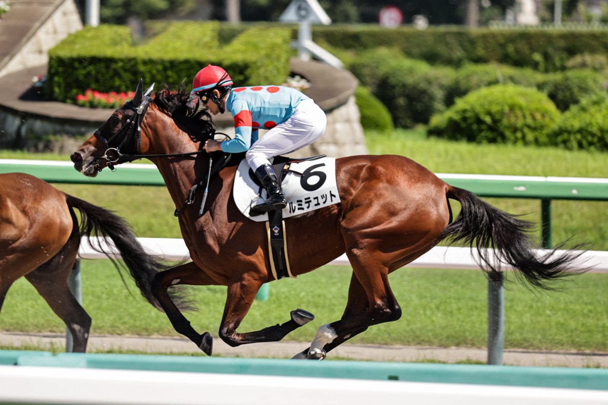 HAKUBISIN0126's tweet image. 中山競馬場 6レース
新馬戦

ルミテュット✖️戸崎圭太騎手

ユキチャンの子がデビュー
白毛ではないけどとても可愛い子🩷
#ルミテュット
#戸崎圭太 騎手
#シルクレーシング 様
#萩原清 調教師