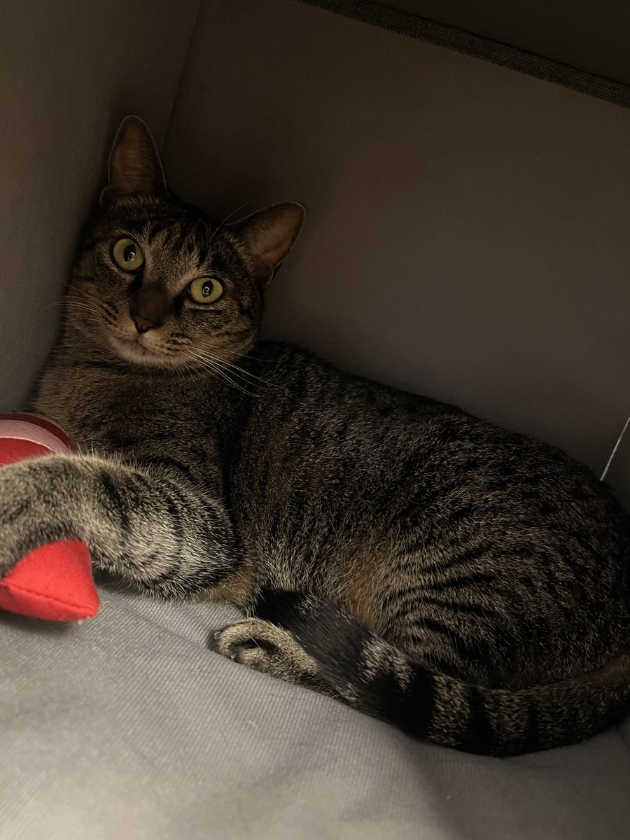 6年前の今日と
6年後の今日。
ハマチと家族になって6年でございます