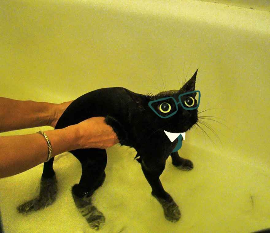 ⚖️ . (@undefeatedlaw) on Twitter photo 