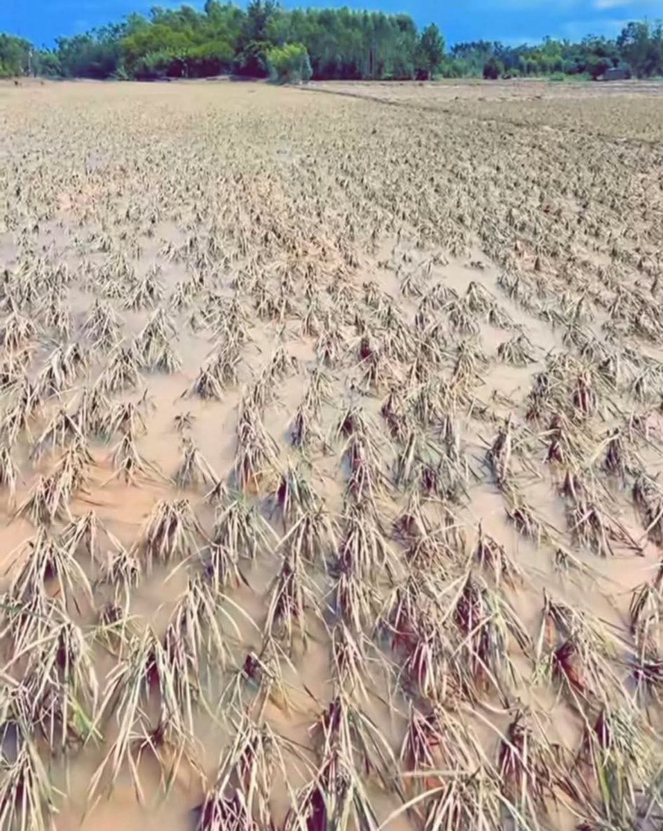 बांढ का पानी सुखने के बाद धान कि फसल का हाल किसान कि मेहनत मिट्टी में मिल गई।