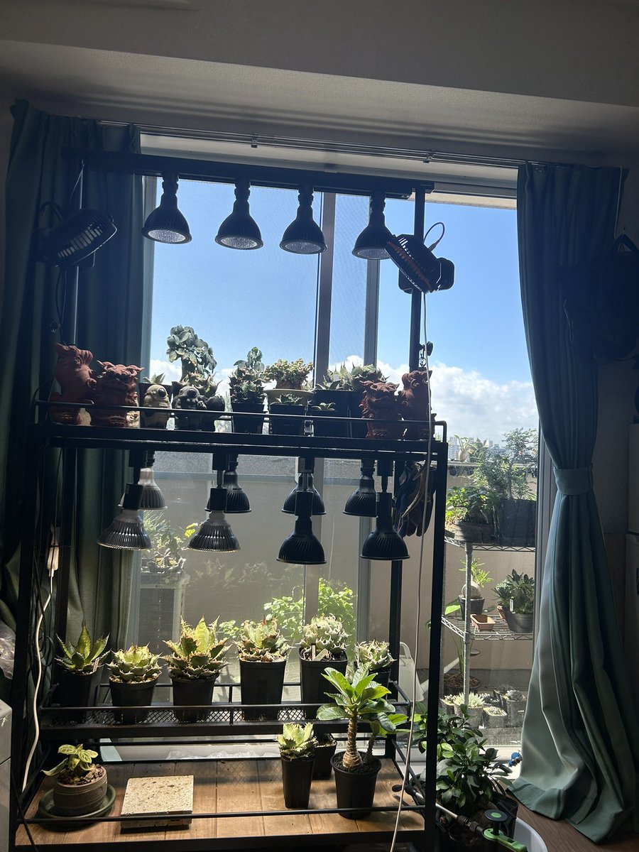 植物を眺めてる時間癒しですねぇ
時間を忘れます⏳