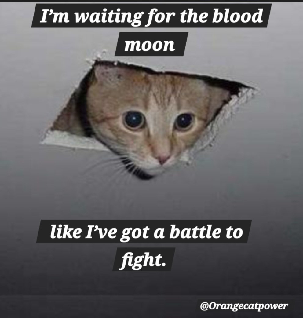 OrangeCatPower's tweet photo. Exactly 🤣 

#CatsOnX #sundayvibes @OrangeCatPower @X #caturday #SundayMorning #BloodMoon #WeekendKaVaar https://t.co/cVEgqUuHGX