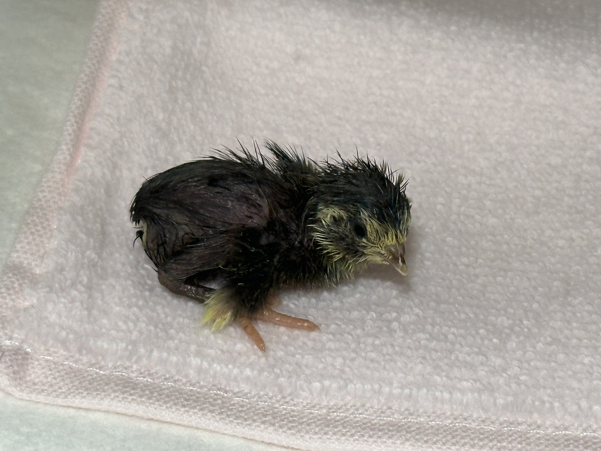 ひめうずら研究室 成鳥用配合飼料 4kg 鳥 餌 ヒメウズラ ひめうずら研究室 成鳥用配合飼料 4kg 鳥 餌 ヒメウズラ ひめ