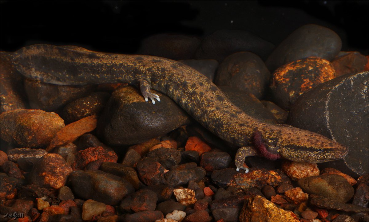 Not much beats looking for mudpuppies in the summer heat in a cold Minnesota creek.