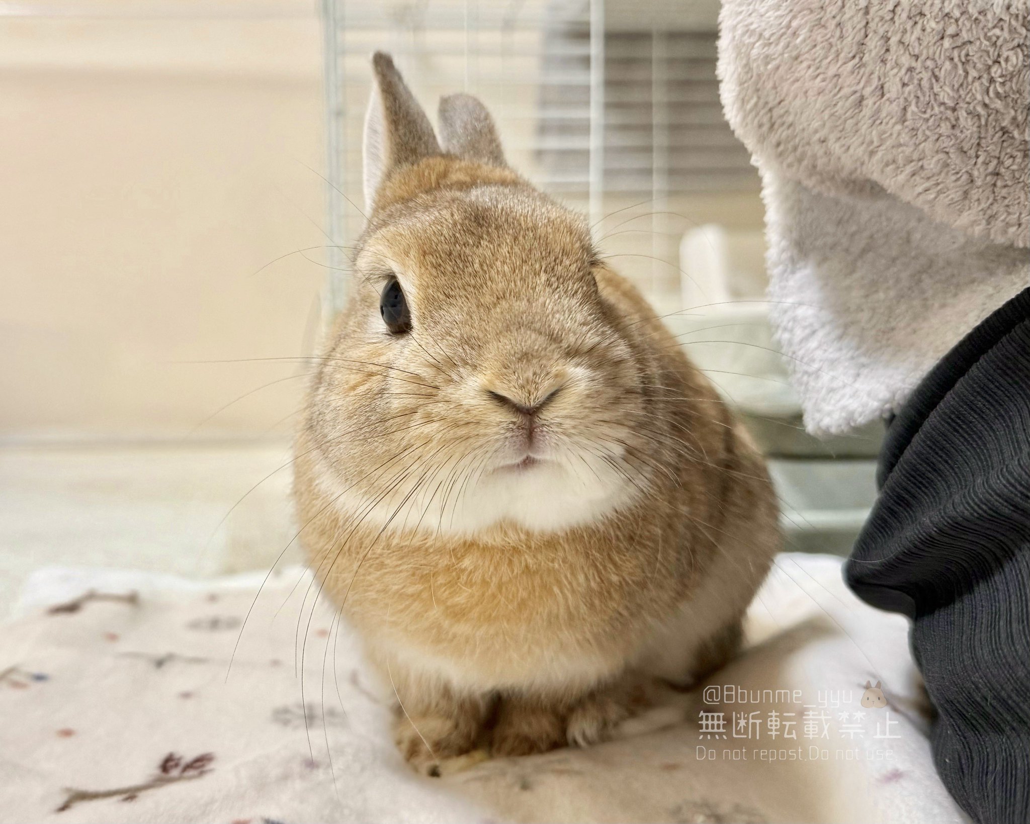 うさぎのうい🐰 on X: 