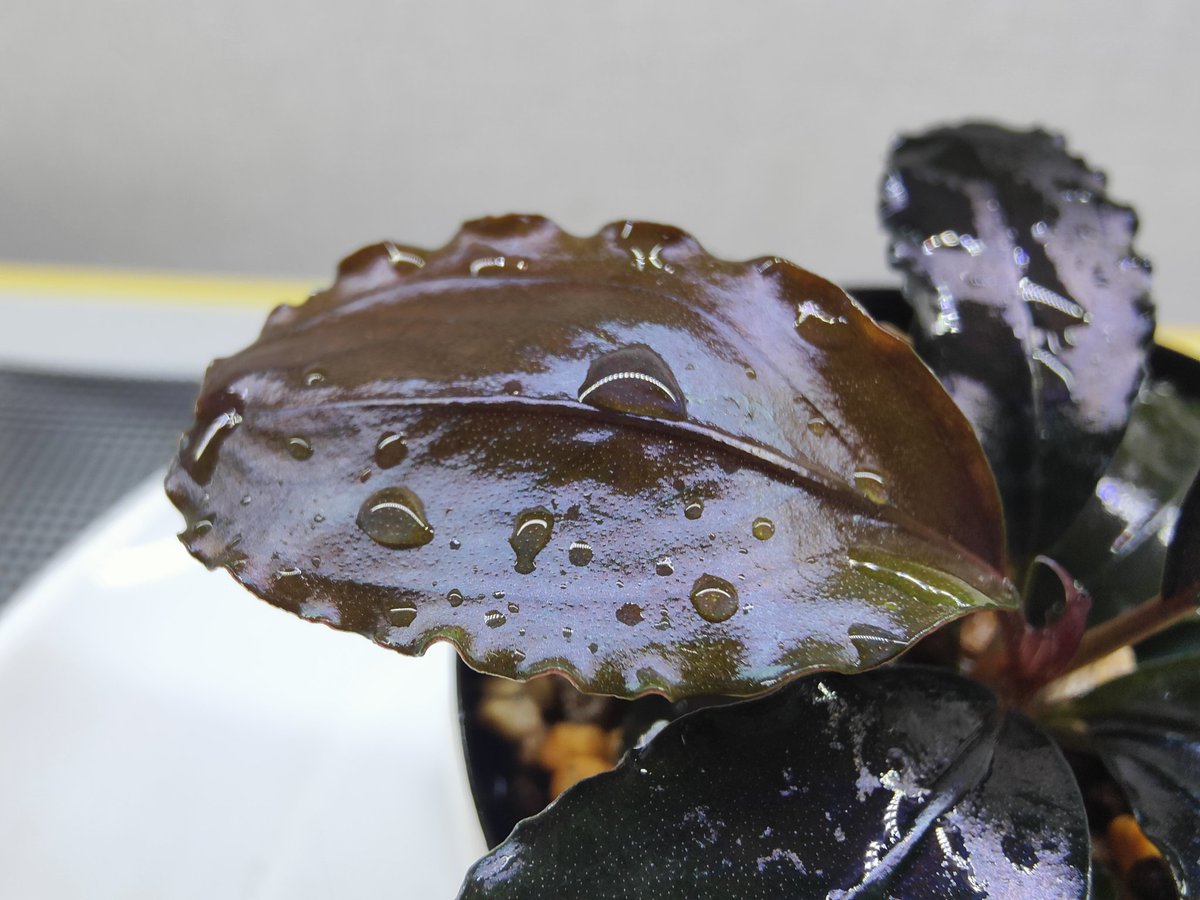 5/3まで　Bucephalandra Blue llic 2株 Yahoo!オークション - ブセファランドラ Bucephalandra sp Super