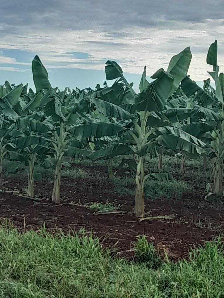 Vale la pena el esfuerzo de los trabajadores de la Empresa Agroindustrial Victoria de Girón en Jagüey Grande con 65 t de siembra de plátano #MatancerosEnVictoria <a href="/AsambleaCuba/">Asamblea Nacional Cuba</a> <a href="/mariofsabines/">Mario Sabines Lorenzo</a> <a href="/CaridadPoey/">Marieta Poey Caridad</a> <a href="/israel_baro/">Israel Baro</a>