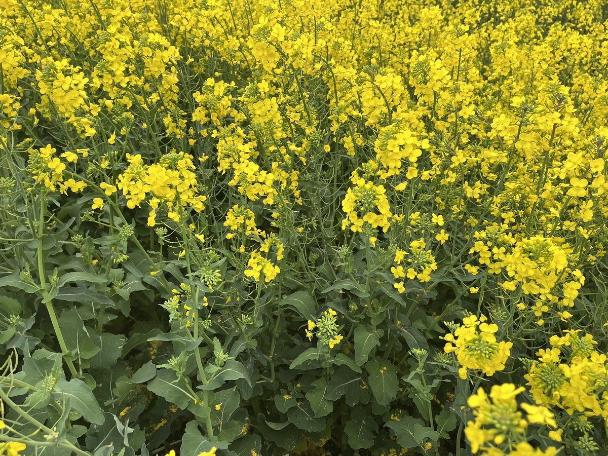 Irrigating canola. One way to make it rain.